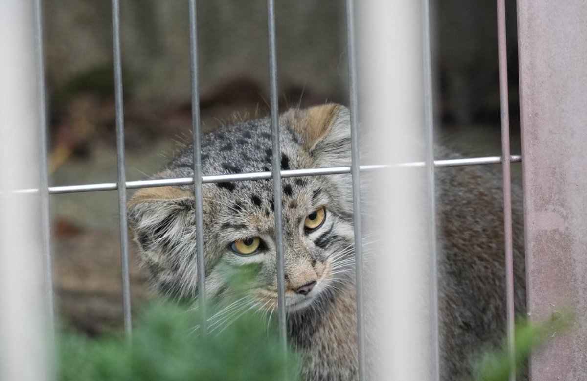 ❁かりん❁ ようかん on X