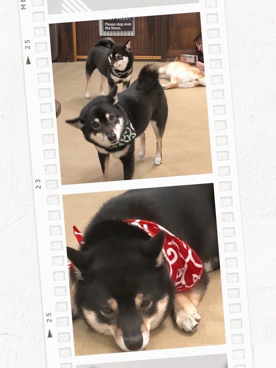 オーダー受付パネル♡おしゃれな柴犬 橋本浩二 on X