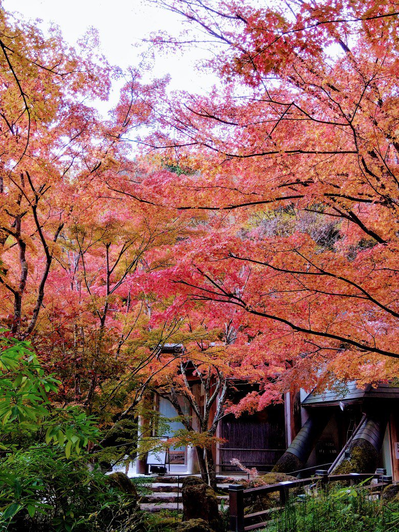 森の画廊「春もみじ」 森の画廊「春もみじ」 art x autumncolors at