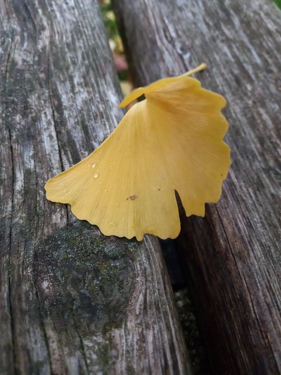 .
Guten Morgen ihr Lieben in der Welt 🌎
.
#GutenMorgen 
#goodmorning 
#Ginkgo 
.