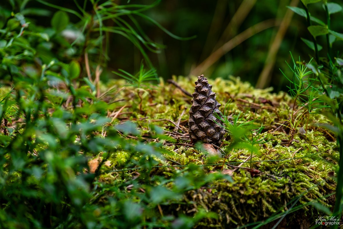 Guten Morgen ihr Lieben. Ich glaub es nicht, ich steh ganz allein im Wald. Wünsche euch einen schönen Wochenstart 🥰
#natur #nature #naturfotografie #goodmorning #gutenmorgen #naturephotography #naturephoto #naturfoto #outdoors #fujifilmxe1 #pinecones #thüringenfotografie #green
