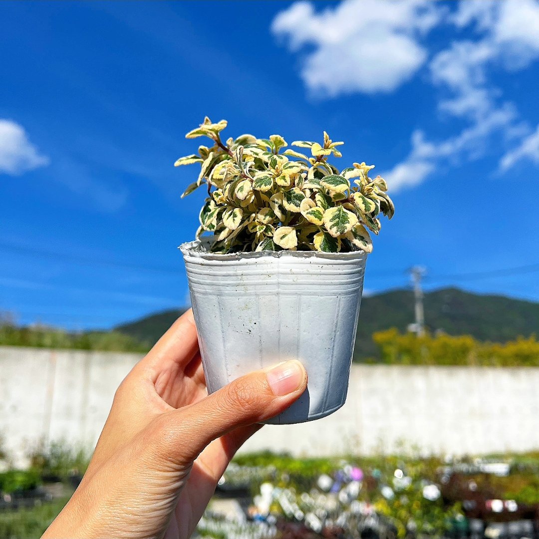 No.55 もみじ 苔 京鞍馬風平石 No.55 もみじ 苔 京鞍馬風平石