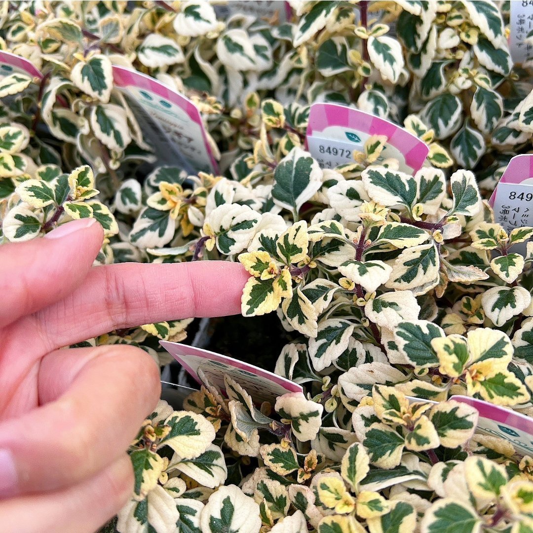 園芸ネット on X