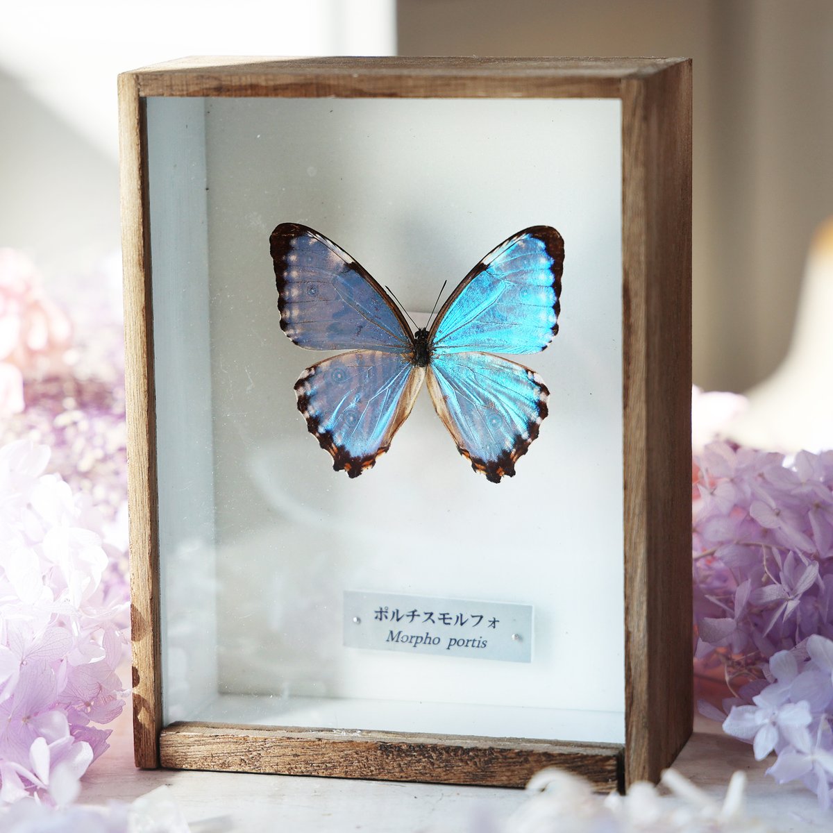 海福雑貨通販部の【蝶標本】に、蝶標本「ポルティスモルフォ」を3点
