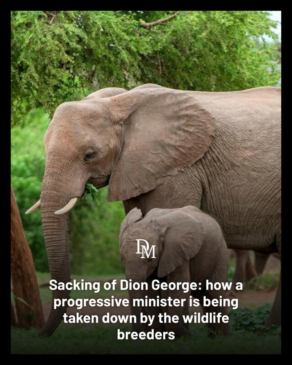SueSpurgin's tweet photo. Shameful move by @Our_DA — betraying #SouthAfrica’s #Conservation legacy to please the wildlife trade lobby.
Our rhinos &amp; lions deserve better. 🦁🦏
#KeepTheBan #EndCaptiveBreeding 
See link👇 https://t.co/9aiH9CkkZ6