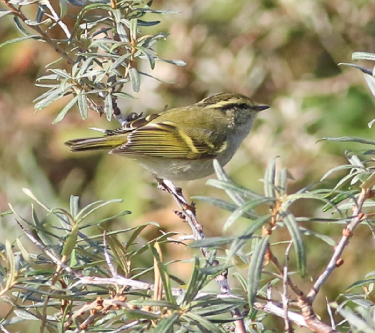 H vd brand tweet media