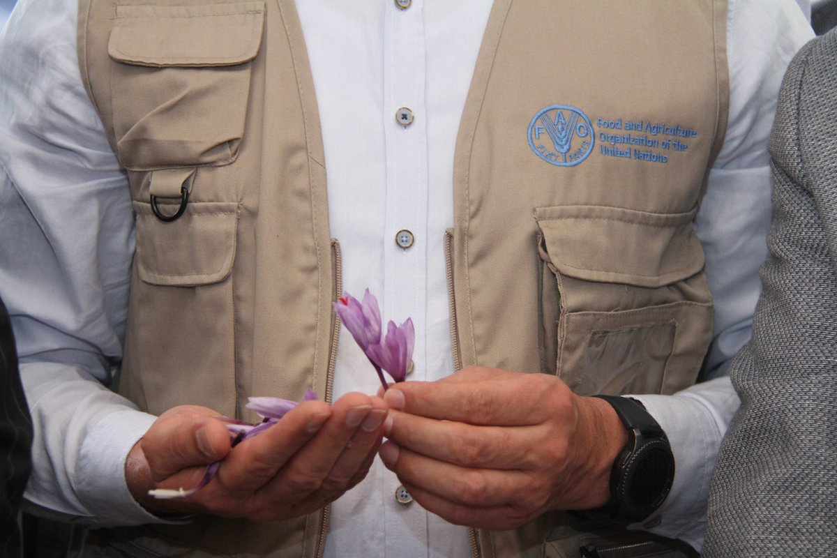 FAOIran's tweet photo. FAO delegation led by FAO Representative, Farrukh Toirov, joined saffron farmers at the start of the harvesting season 🌸
The visit celebrated Iran’s 🇮🇷 “red gold” through culture, tradition, and innovation in saffron production. #FAO #Saffron 

More: https://t.co/5eVJJH3mzF https://t.co/EulPiTF9gJ