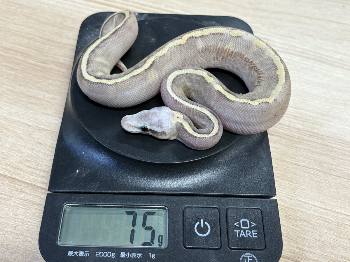 買取KING-staff on X