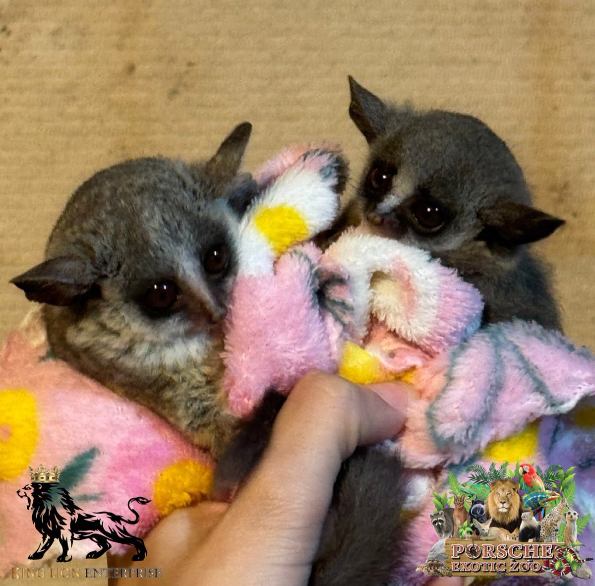 Porsche_shop99's tweet image. ไอต้าวความน่ารัก 😍 

The cuteness😍

#porscheexoticzoo 
#porscheexoticzooadmin
#porscheexoticzoooffcial