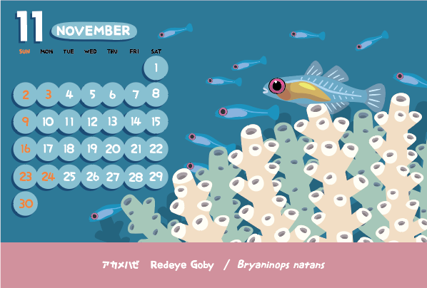 vimytaro's tweet image. 今月のカレンダー
2010年の「サンゴといっしょ」カレンダーの絵のリメイク。サンゴを描き直してちょっとだけそれっぽくなった♪　思ってたより地味（笑）葉がほとんど落ちて、赤くなった葉がほんの少しだけ残ってるイメージで描いたのかな〜？　遠景の透け透けアカメハゼが好き♪