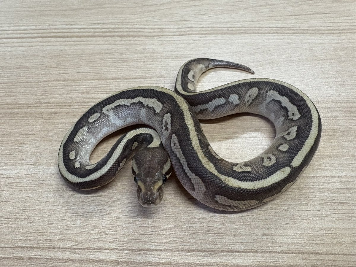 オーダー受付　狆ちゃん　限定レアパネル　4/8 買取KING-staff on X