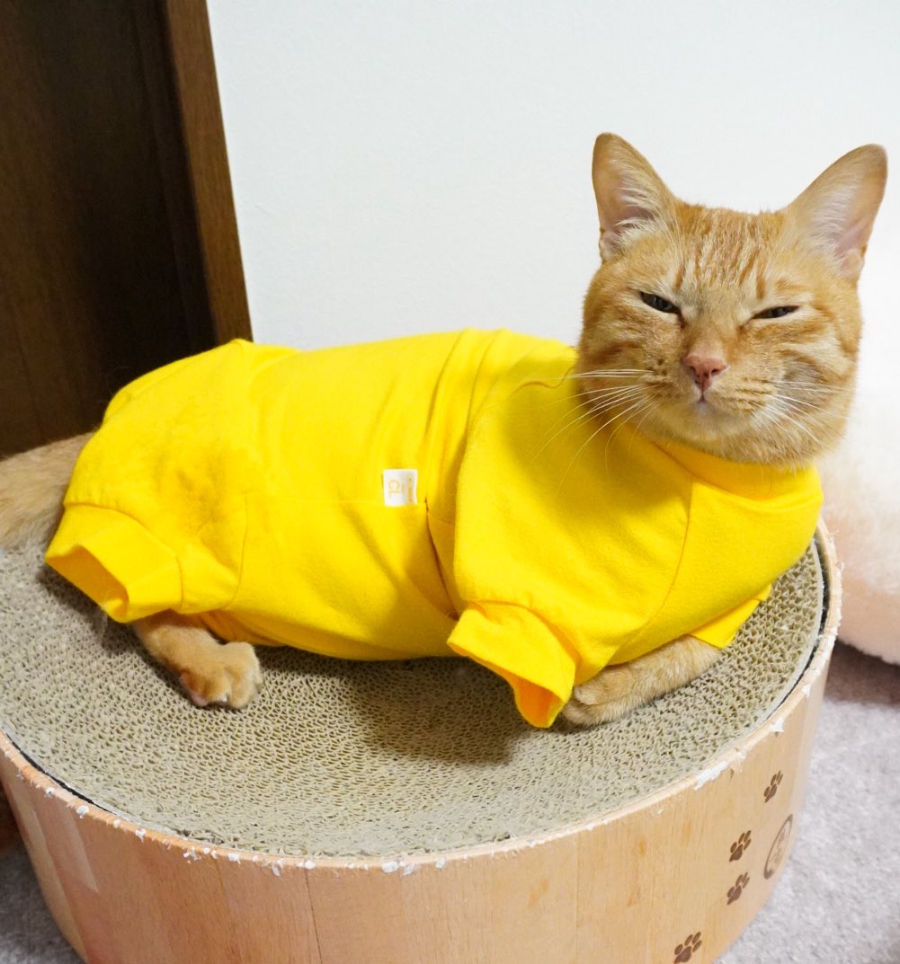 ニャンチュー　ページ にゃんちゅー (@Nyanchu_1011) / Posts / X