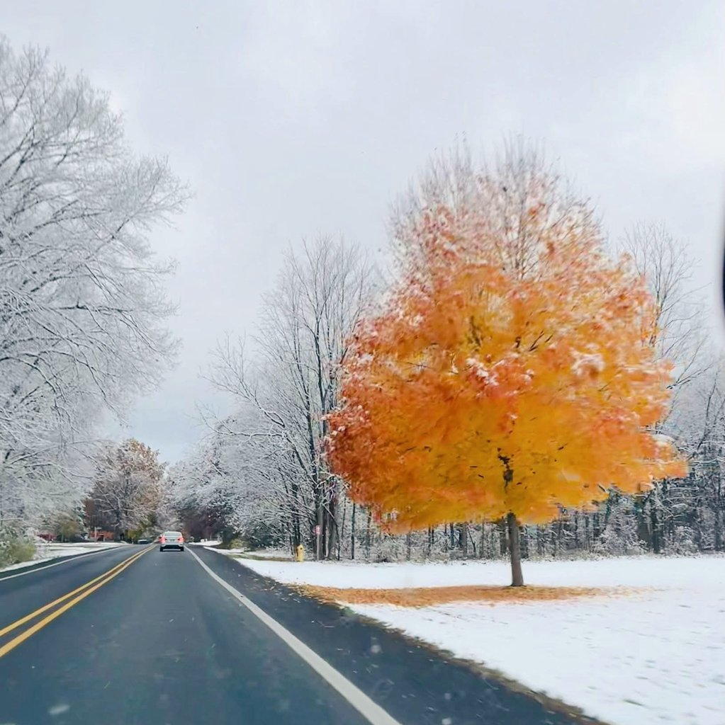 Jules_Atkinson's tweet image. The value of a single tree...
Share yours!