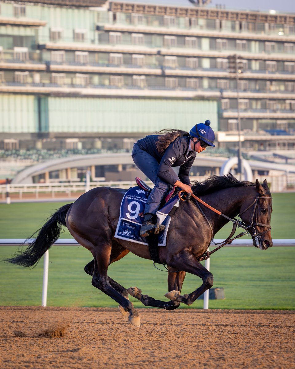 Big shoes to fill! 👞

BROTHERLY LOVE on the main track this morning for <a href="/osbornejamie/">Jamie Osborne</a> 

The two-year-old Zoustar colt is a half-brother to G2 UAE Derby runner-up HEART OF HONOR 🩷

#DubaiCarnival