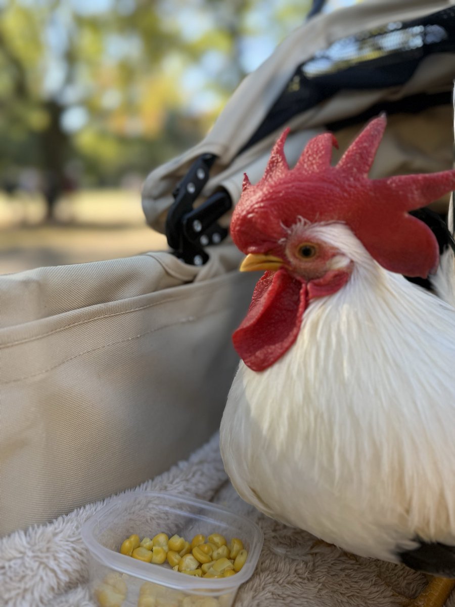 chato_1015's tweet image. お外でオヤツタイム