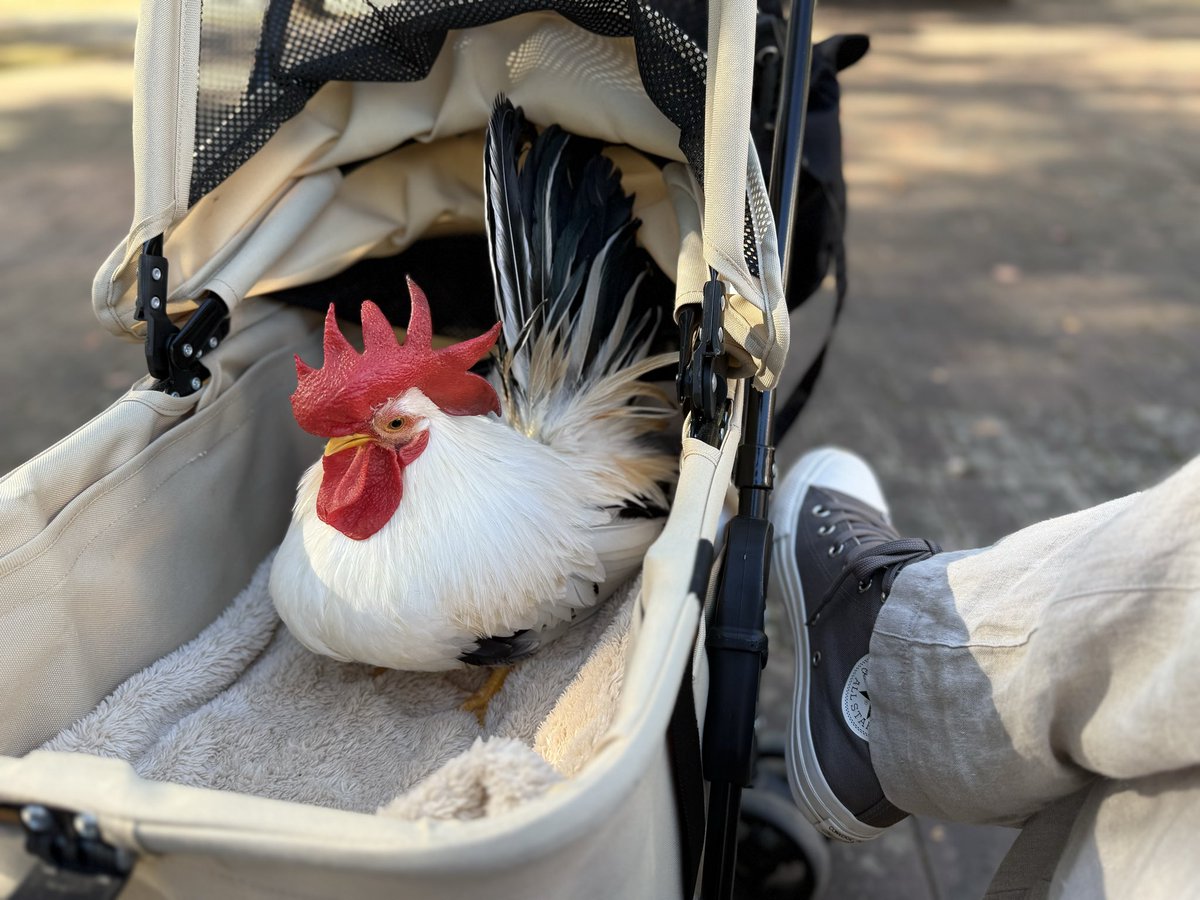 chato_1015's tweet image. お外でオヤツタイム