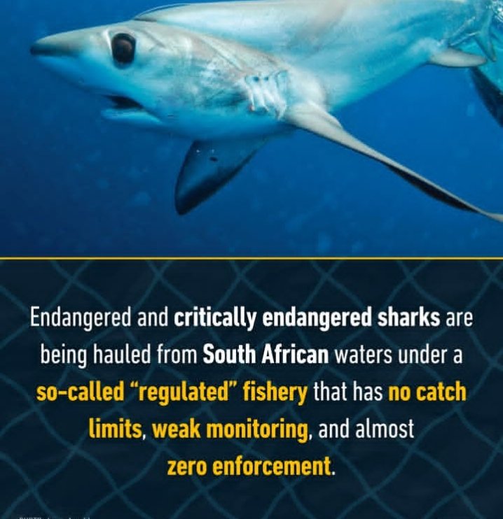 AllyYassin3's tweet photo. There's should be catch limit 🥲 https://t.co/FPeS9EIH4n