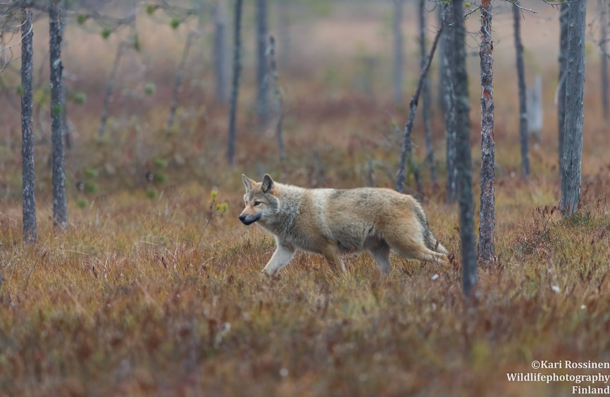 Nuori susi suometsässä.