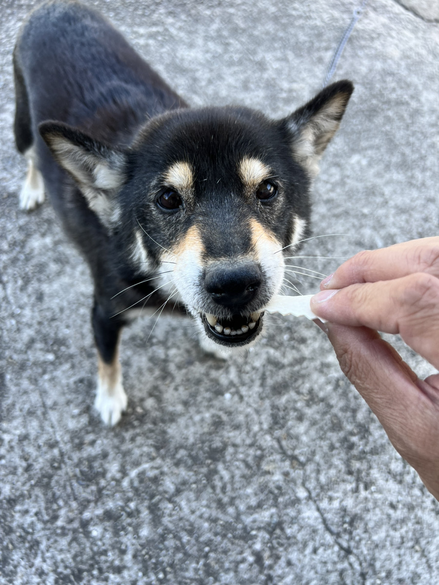 daiwa_gum's tweet image. 🦷無添加って“絶対に良い”の？🤔
「無添加」＝いつでも正解、とは限りません。
添加物にはおいしさや品質を保つための大切な役割があります🍖
安全性はきちんと確認されているので、安心して選んでくださいね✨
#犬の健康 #犬おやつ #オーラルケア