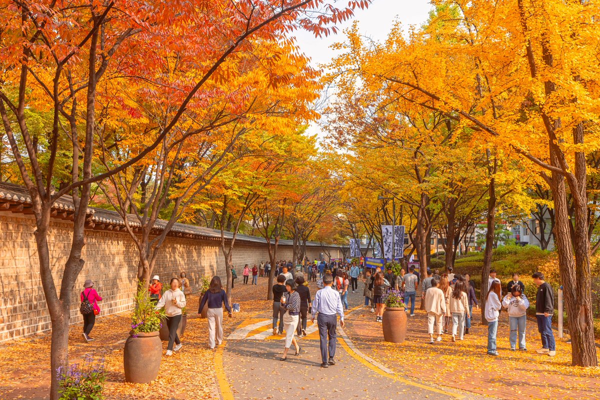 seoulmania's tweet photo. 🍁 덕수궁 #돌담길 ~ #정동길
지금, 단풍 구경하며 가을 산책하기 딱 좋아요! 🍂 https://t.co/cn79NTzn1n