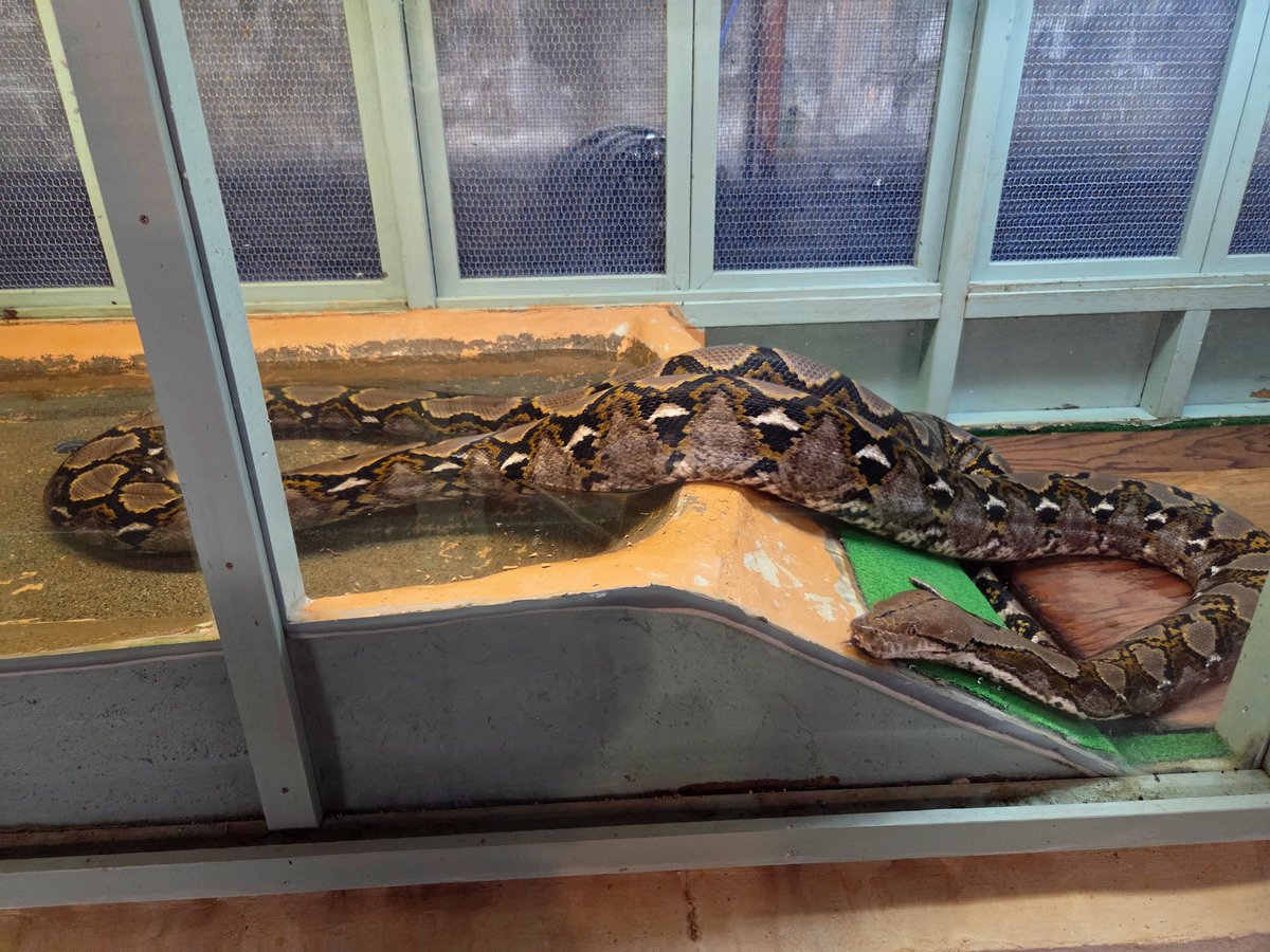 午後は熱帯園🐍💚 ワニの剥製、臭いがするのか興味津々で可愛かった
