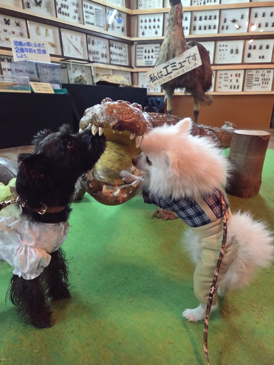 午後は熱帯園🐍💚 ワニの剥製、臭いがするのか興味津々で可愛かった