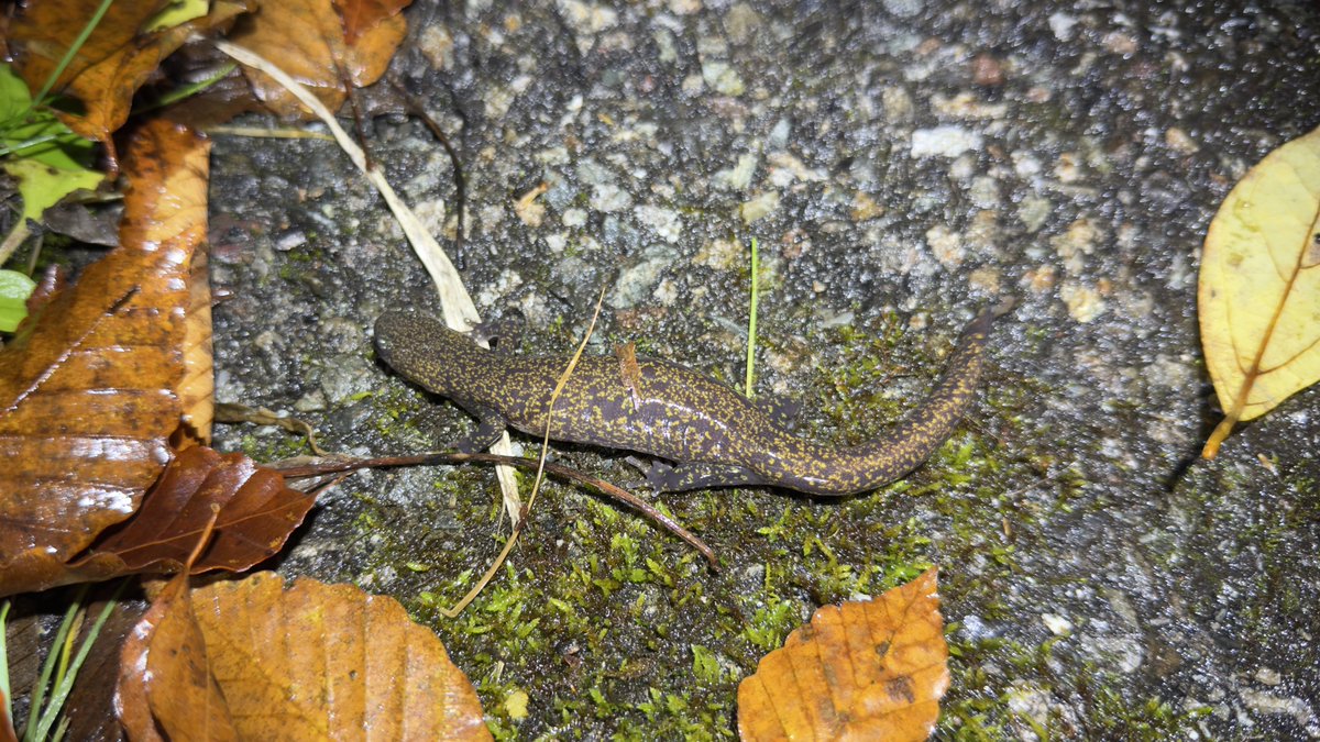 ハコネサンショウウオとヒダサンショウウオをめちゃくちゃ沢山見ることができた！
完全勝利で最高の観察だったな！

これにて、ハコネの春産卵と秋産卵（冬？）の両方見ることができたということですね。