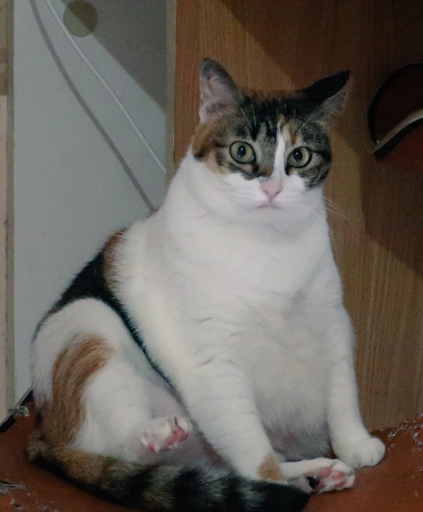 Diliat2 makin kayak onigiri