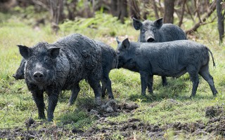 Are feral pigs a problem in your area?

Click below to access a range of tools &amp; resources designed to help you manage populations &amp; reduce their impact.
👉 bit.ly/4p69c54