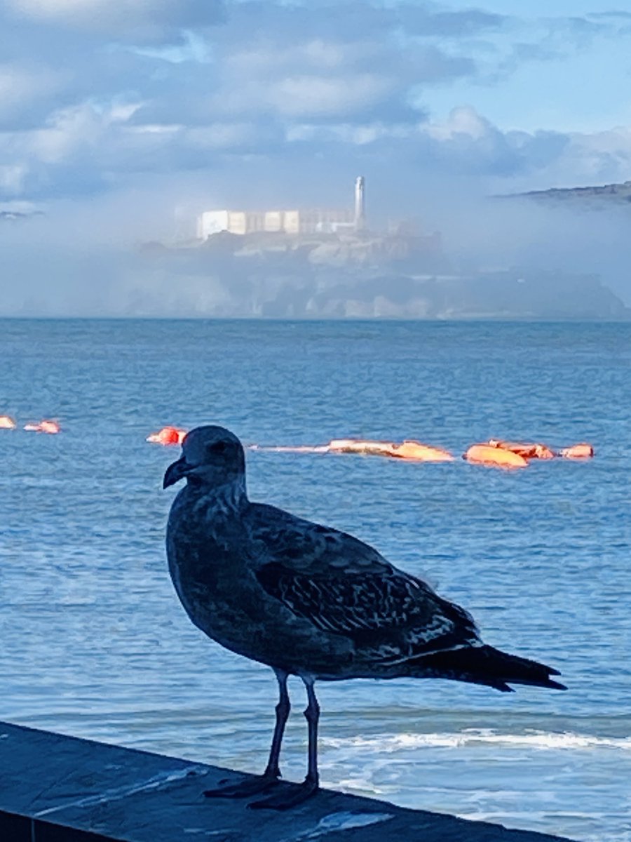 AMOS - Anna-Marie Sullivan tweet media