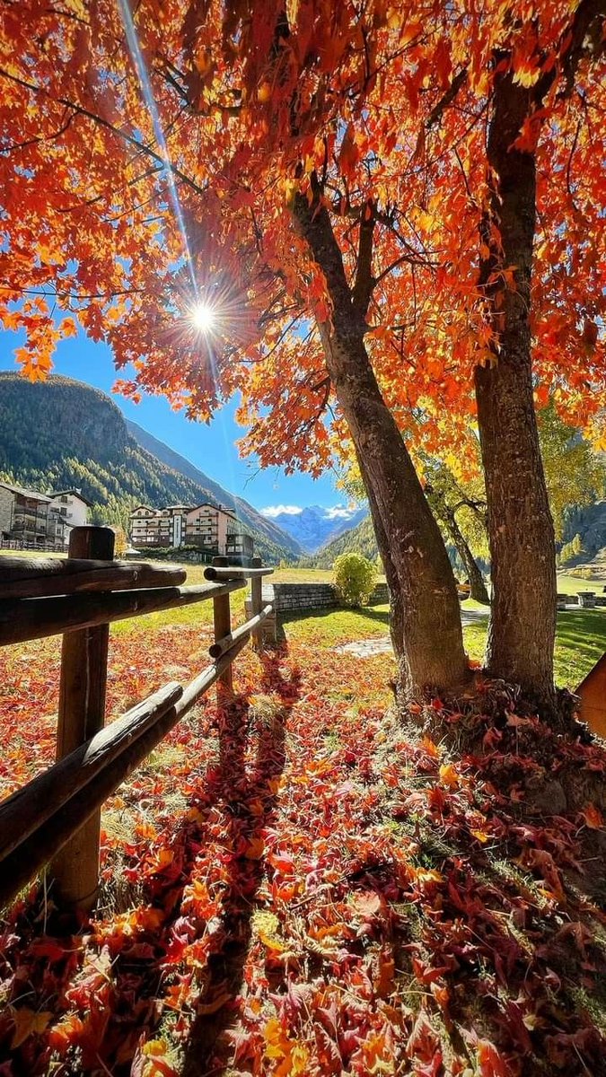 raducu_nicoleta's tweet photo. 🍁☀️🍁Good morning 🍁☀️🍁 https://t.co/wNtt3tnqUg