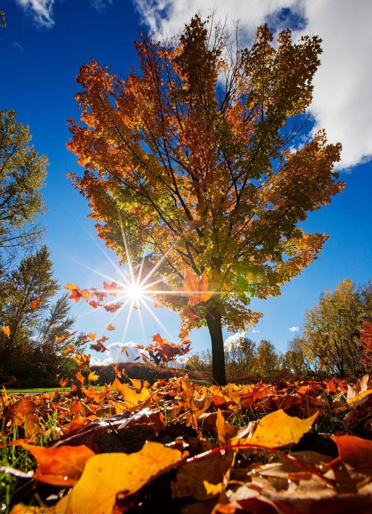 raducu_nicoleta's tweet image. 🍂☀️🍂Happy Monday 🍂☀️🍂