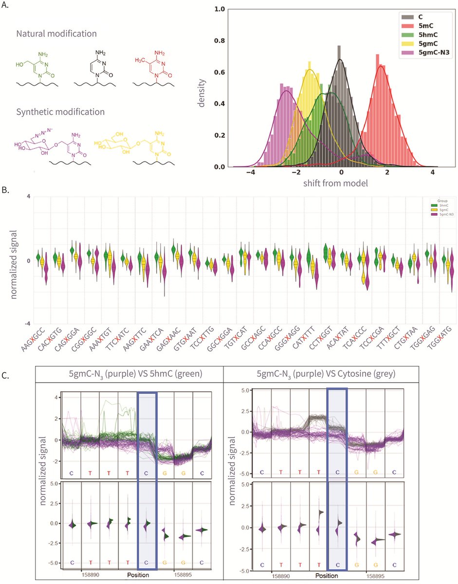 benagen3571's tweet image. Write and Read: Harnessing Synthetic DNA Modifications for Nanopore Sequencing. #nanopore #m5C #modification pubs.acs.org/doi/10.1021/ac…