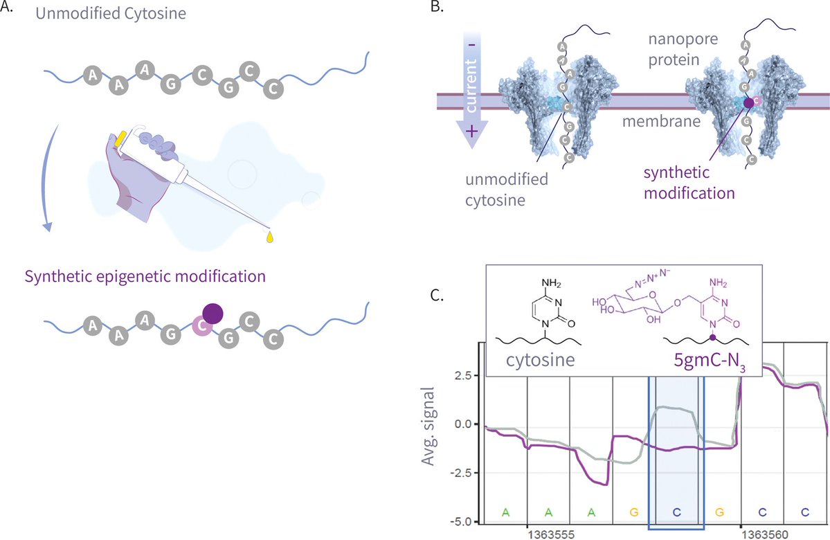 benagen3571's tweet image. Write and Read: Harnessing Synthetic DNA Modifications for Nanopore Sequencing. #nanopore #m5C #modification pubs.acs.org/doi/10.1021/ac…