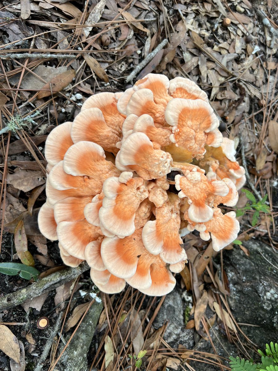 John Olive tweet media