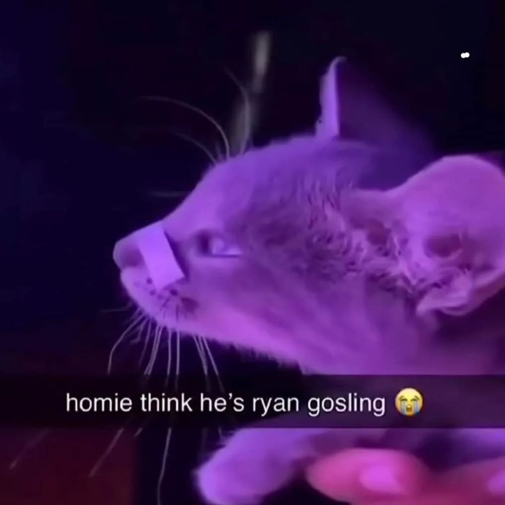 Punch Cat (@punchingcat) on Twitter photo 