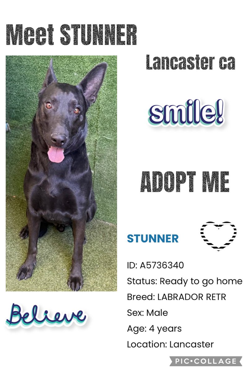 SarahjaneGille1's tweet photo. Your My Last post of nite  STUNNER @AnimaLancaster 🆔 #A5736340 #LabradorRetriever Male 4yrs #BlackDogs Matter so help #REPOST so Stunner can get #Adopted #Rescued #Saved now shelter is packed in crisis @mapleveewesem Please 🙏 ‼️🙏🐾 https://t.co/4vhTw50216