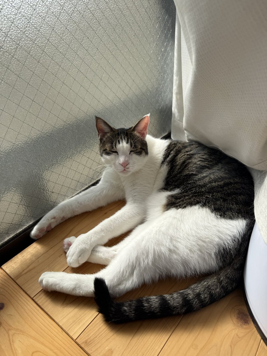 ワイ、竹千代と暮らす。 on X