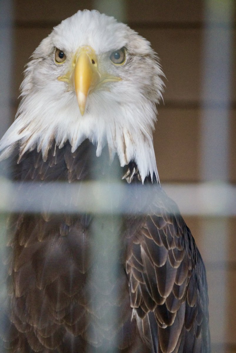 アフリカゾウ on X