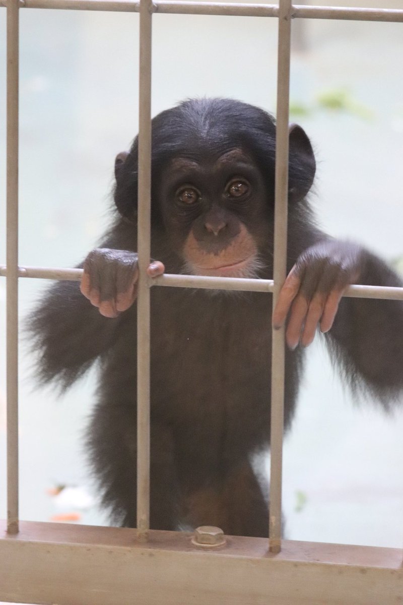 ⭐︎チンパンジー⭐︎ 溝上万里央 on X