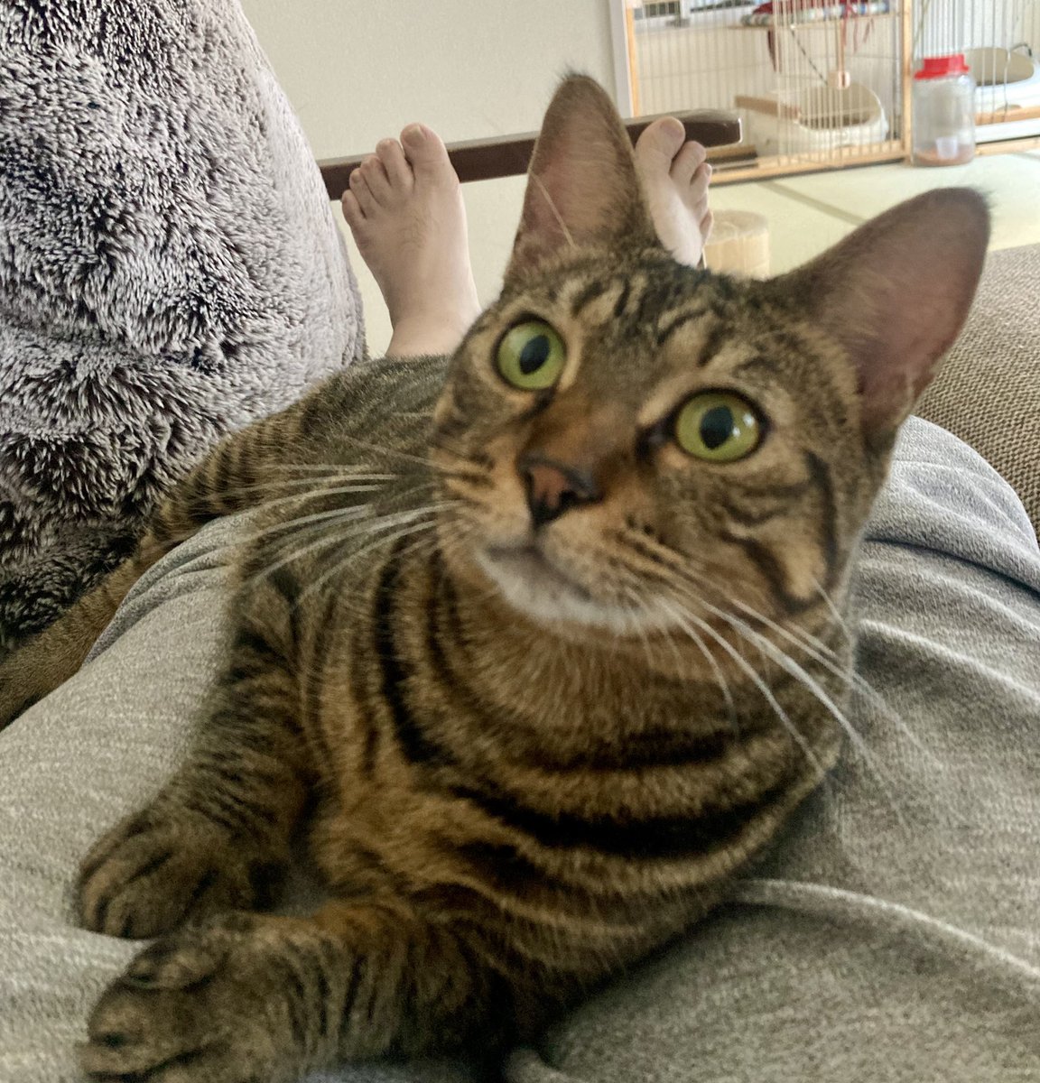 休みの日は“猫に癒される”に限るなマジで😌　#猫は世界を平和にする　#猫との暮らし　#病みそうな時は猫を飼え