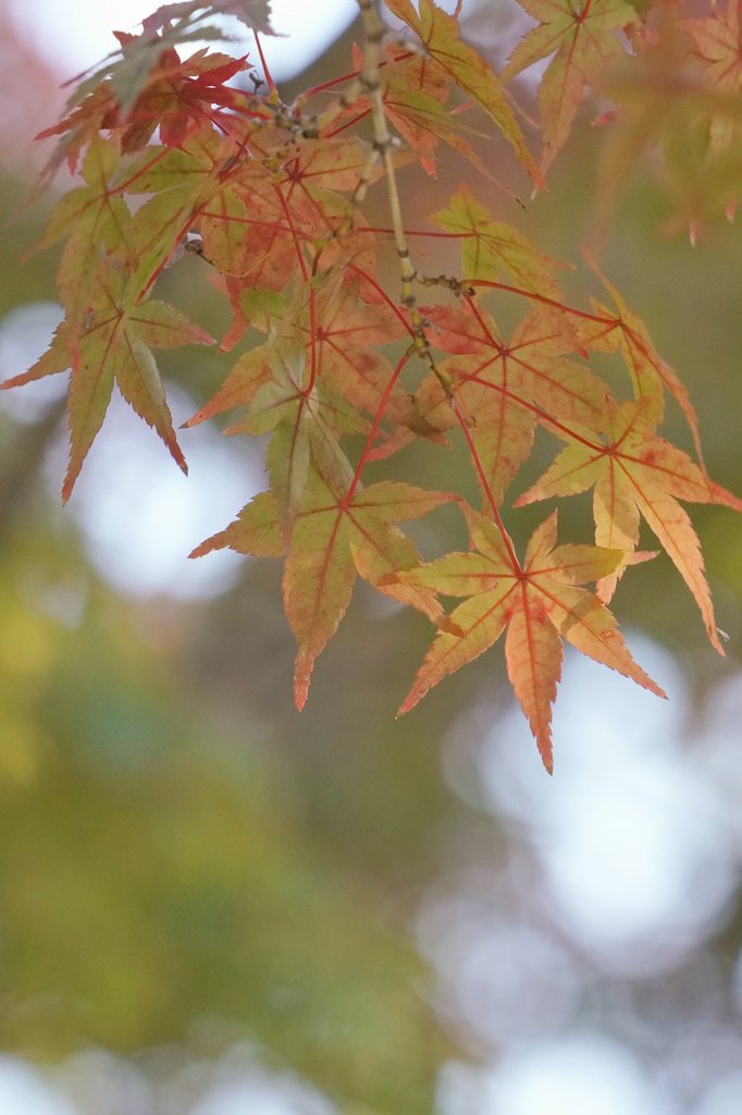 リオヘイページ れい on X