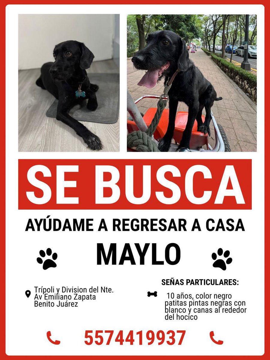 Ayúdanos a encontrar a Maylo se perdió en CDMX.