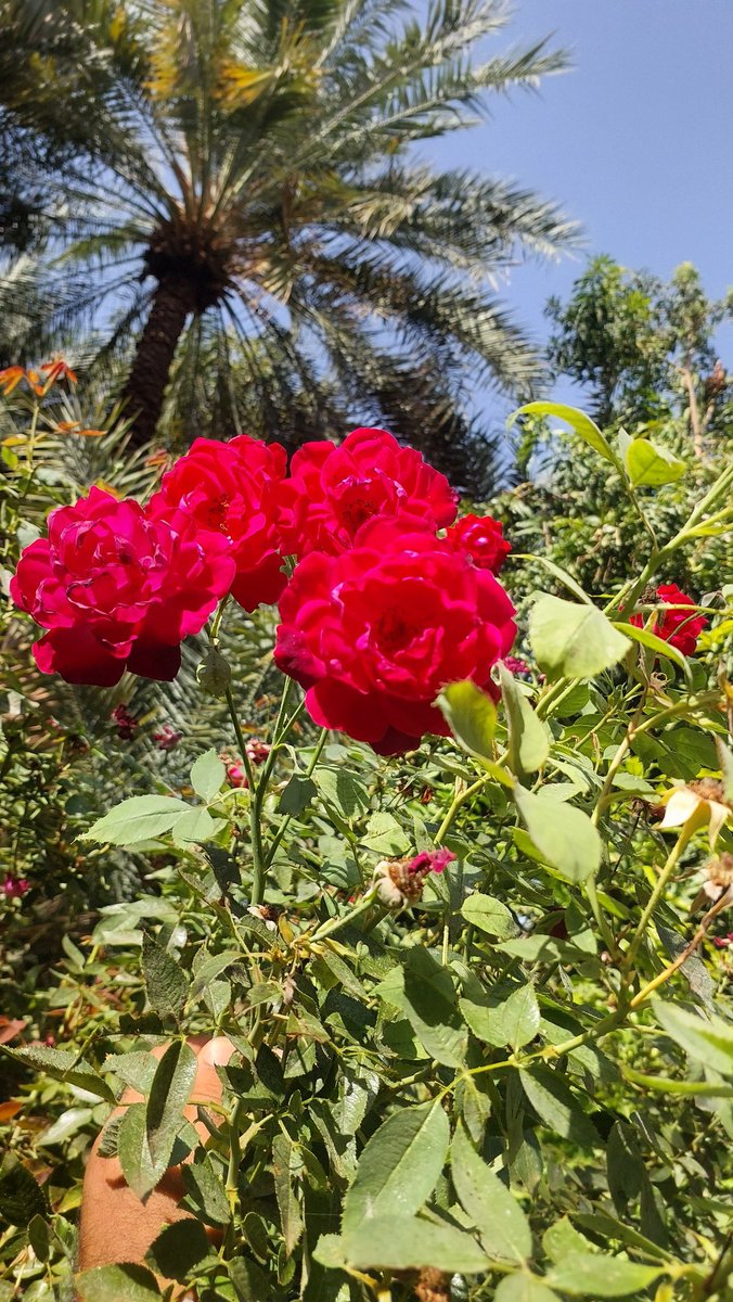 ااالفارسي tweet media