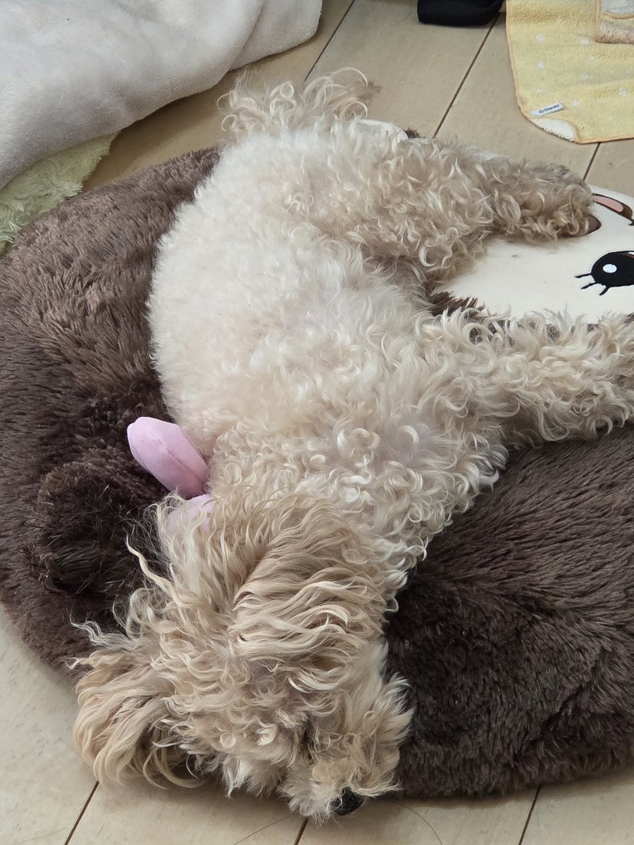 cococococandy's tweet image. 仕事してる横に癒し(* ´  ` *)ᐝが
居るから、、ガンバる♥