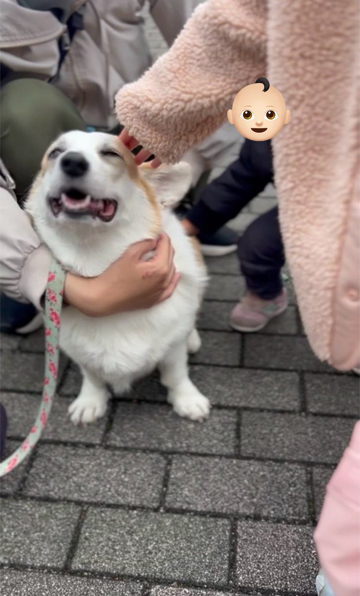 CorgiMog's tweet image. 姪っ子も甥っ子もモグを優しく撫で撫でしてくれて優しい子達です
#コーギー #コーギーのいる暮らし #corgi
