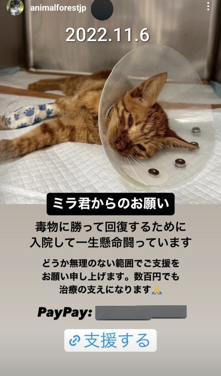 龍脈の精髄 クラスター 魂を浄化しご縁を結ぶ 売上一部保護猫活動に