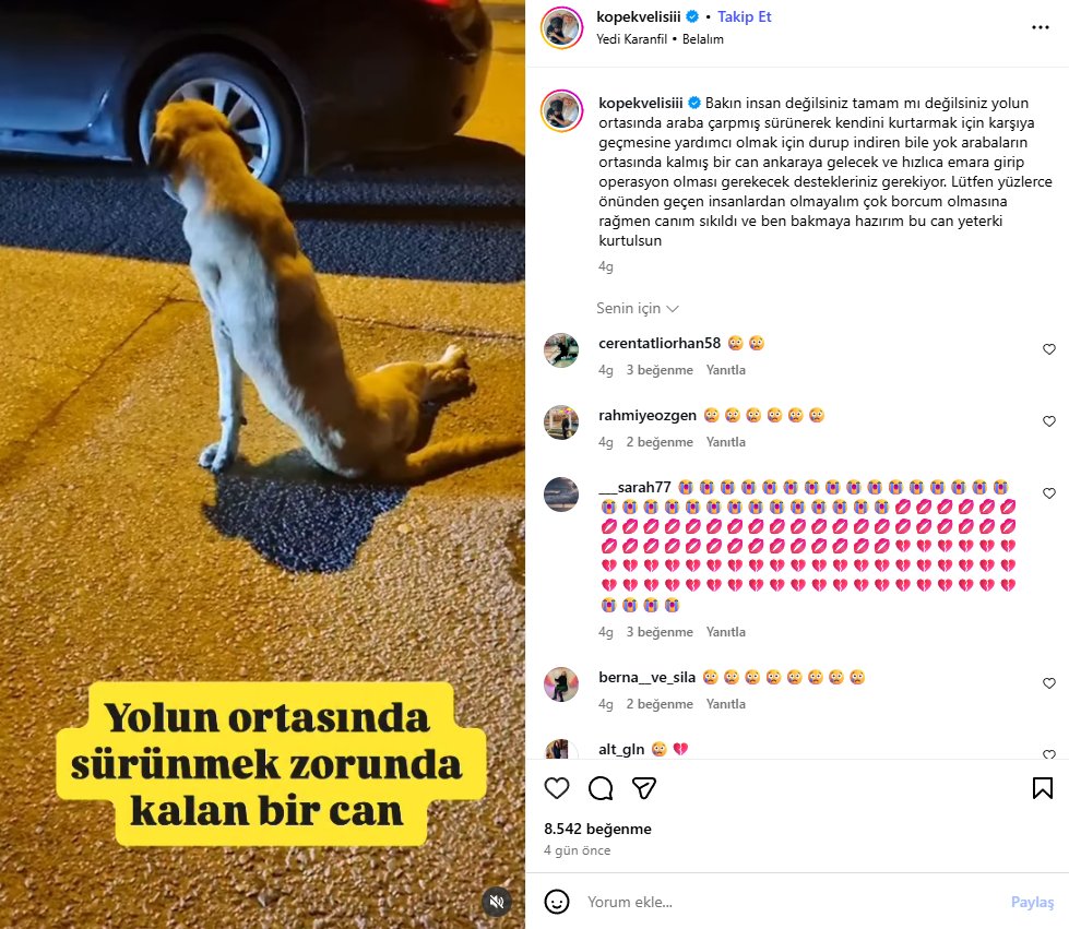 İsviçre'de 120 köpek, sağlık durumlarının (sadece zayıflamışlar) kötü olduğu bahanesiyle uyutulmuş.

Türkiye'de olsa iyileşme ihtimali olmayan, her yeri kanser bağlamış köpeği, acı çektirerek son nefesine kadar dilendirirler.

Sülün Osman! kenara çekil, büyüğün geldi.