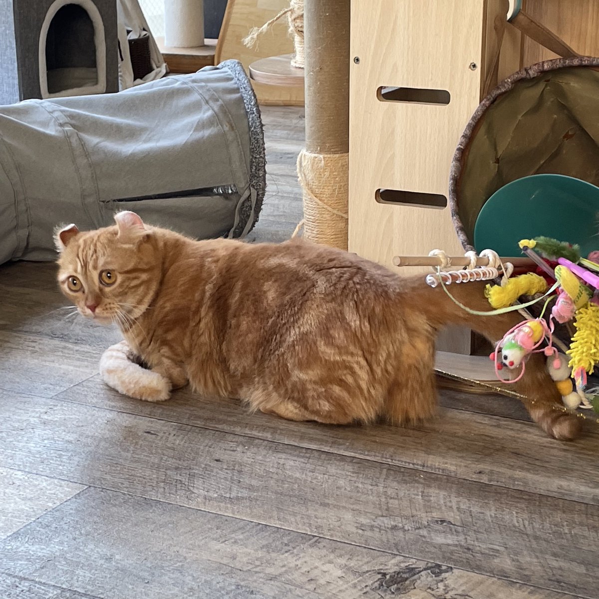 キョウコ🐾 on X