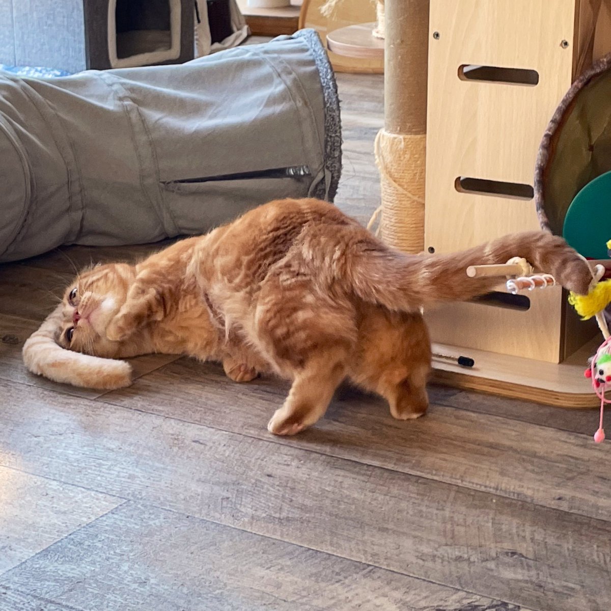 K-CAT (猫好き工房 )様 おまとめ No690D 696D 699D JXK Studio